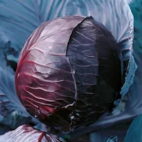 (C) Cabbage Red Koda seeds 1g (180269)