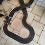 carrera go champion racing scalextric Image 6