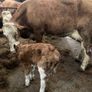 Pure bred 2yr old Simental/Fleckvieh bull Image 10