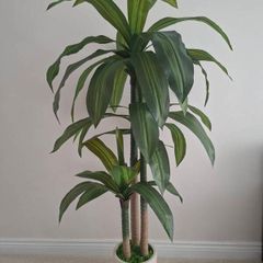 kazeila Artificial Draceana Plant 150cm