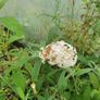 Buddlia Butterfly Bush Image 8