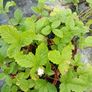 plants Image 4