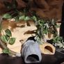 Gecko Vivarium Image 2