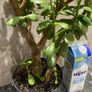 plant Image 3