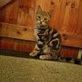 kitten Image 2
