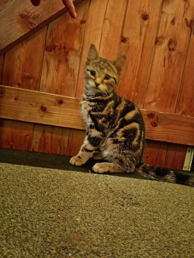 kitten