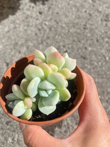 plant