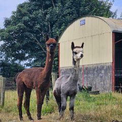 Alpaca