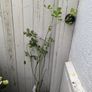 garden plants Image 3