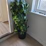 Interior planter Image 4