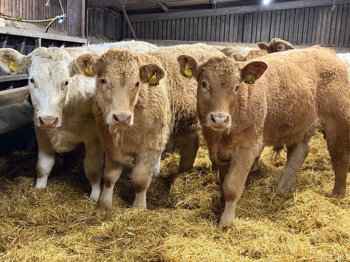 Charolais Weanlings