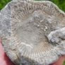 Big Coral fossil w/ complete silicification, mineral replacement, calcium carbonate to silica. Image 8