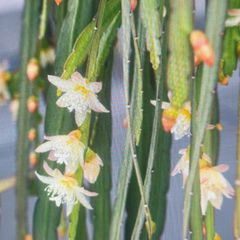 Bolivian Rhipsallis or Forest Cactus