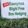 Laurel Hedging in 5 litre pot 4ft just 5 euro Image 7