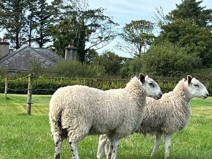 Blue Leicester Hogget