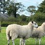 Blue Leicester Hogget Image 7