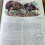 Birds Of The World. By Oliver L. Austin Jr. Illustrated By Arthur Singer. Forwarded By Sir Peter Scott. 1968 Large Volume Hardback With Dustjacket In Good Condition. Image 7