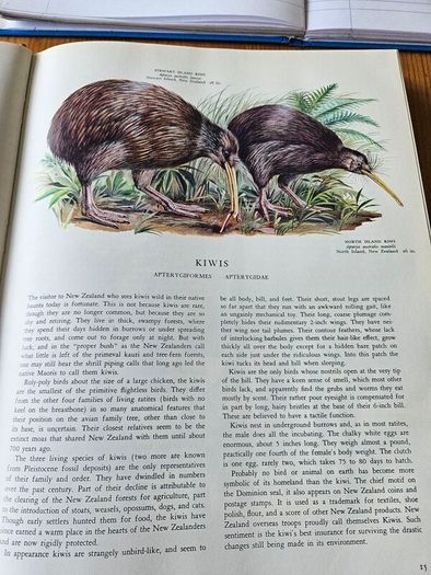 Birds Of The World. By Oliver L. Austin Jr. Illustrated By Arthur Singer. Forwarded By Sir Peter Scott. 1968 Large Volume Hardback With Dustjacket In Good Condition.