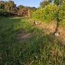 2 pygmy goats Image 3