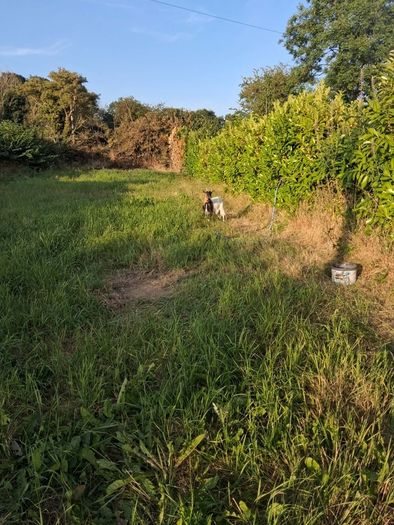 2 pygmy goats