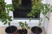 Ash Plants