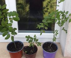 Ash Plants