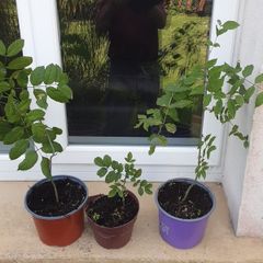Ash Plants