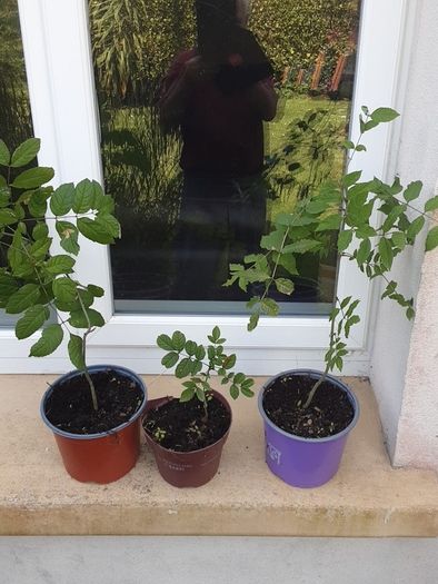 Ash Plants