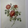 unframed Ariel press poster 1989 of roses Image 3