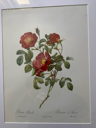 unframed Ariel press poster 1989 of roses