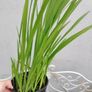 Perennial Plants Image 3