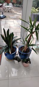 Plants in pots