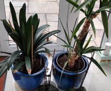 Plants in pots