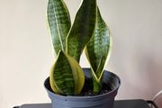 Snake plant