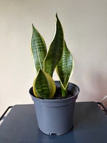 Snake plant