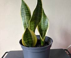 Snake plant