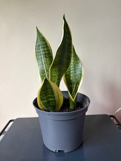 Snake plant
