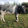 In calf heifers for Elphin Image 9