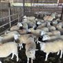 Easycare sheep Image 10