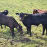 First calved Heifers Image 7