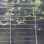 trees Mountain Ash Image 5