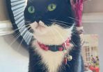 Lost cat - Pookie
