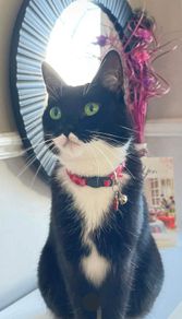 Lost cat - Pookie