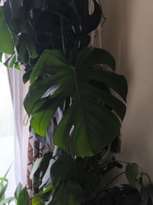 swiss cheese plant