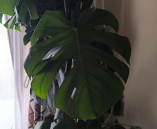 swiss cheese plant