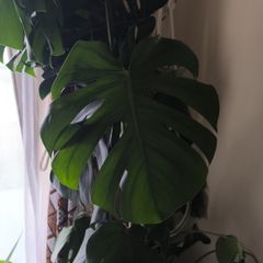 swiss cheese plant