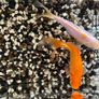 2 Goldfish for Adoption Free to Take Away Image 4