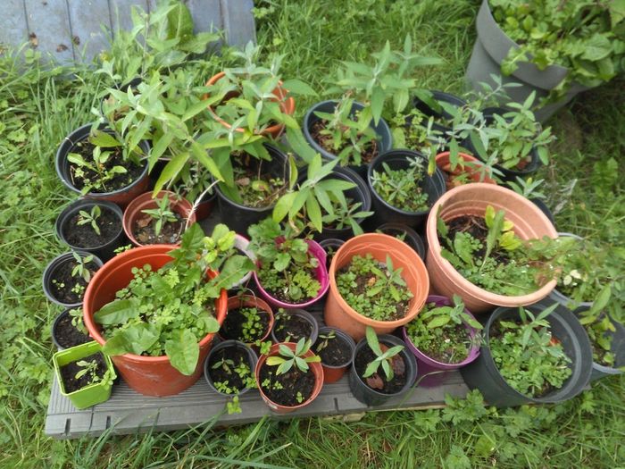 Buddleia plants - various sizes