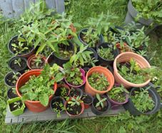 Buddleia plants - various sizes
