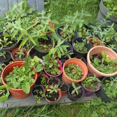 Buddleia plants - various sizes